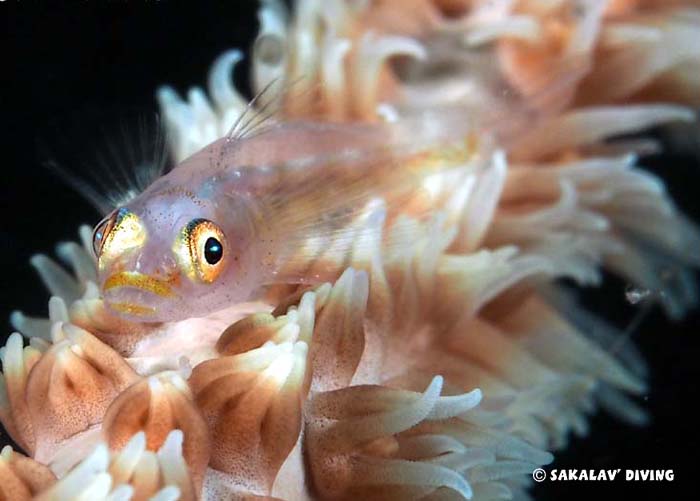 diving courses photo and video in Nosy Be